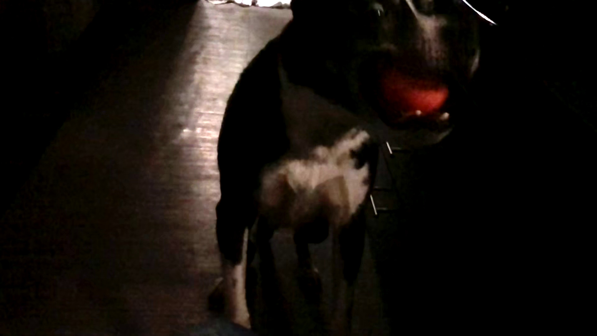 Slow Motion Fetch